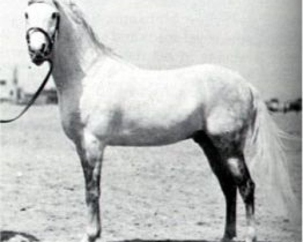 Deckhengst Gamil III RAS (Vollblutaraber, 1924, von Gamil Manial 1912 RAS) Deckhengst Gamil III RAS (Vollblutaraber, 1924, von Gamil Manial 1912 RAS)