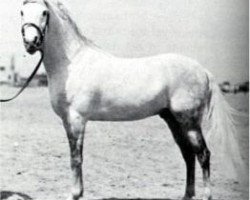 stallion Gamil III RAS (Arabian purebred, 1924, from Gamil Manial 1912 RAS)