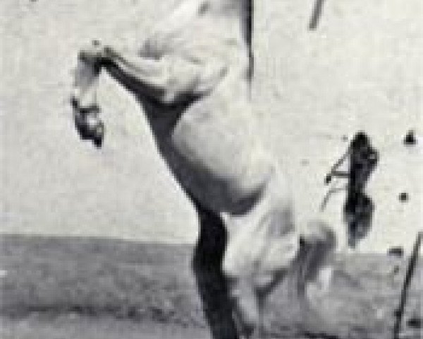 stallion Amrulla EAO (Arabian purebred, 1955, from Sid Abouhom 1936 RAS)