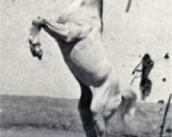 stallion Amrulla EAO (Arabian purebred, 1955, from Sid Abouhom 1936 RAS)