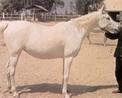 broodmare Abla RAS (Arabian purebred, 1953, from Nazeer 1934 RAS)