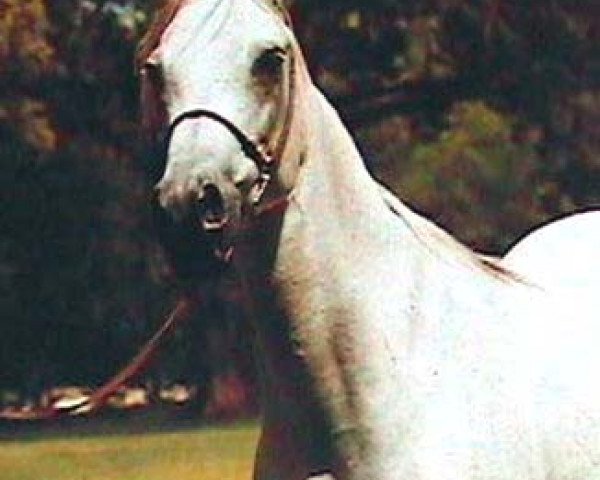 broodmare Nagat EAO (Arabian purebred, 1960, from Anter 1946 EAO)