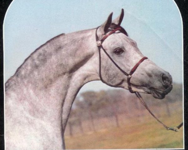 Deckhengst AK Shahm EAO (Vollblutaraber, 1966, von Gassir 1941 RAS)