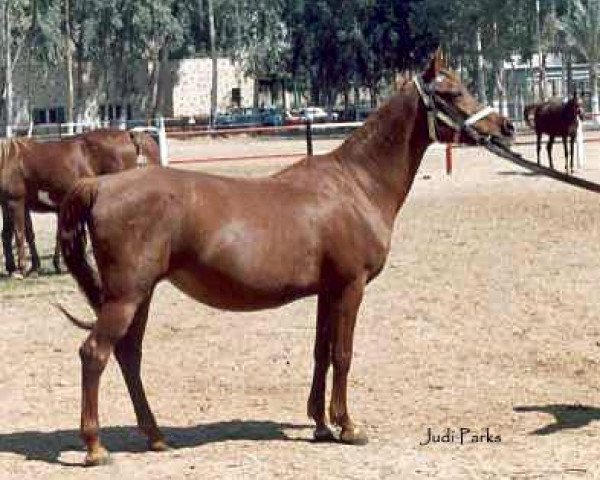 broodmare Safinaz EAO (Arabian purebred, 1970, from Alaa El Din 1956 EAO)