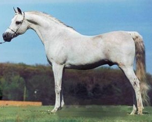stallion Ibn Safinaz EAO (Arabian purebred, 1981, from Seef EAO)