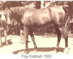 broodmare Fay-Sabbah EAO (Arabian purebred, 1938, from Fay El Dine 1934 ox)