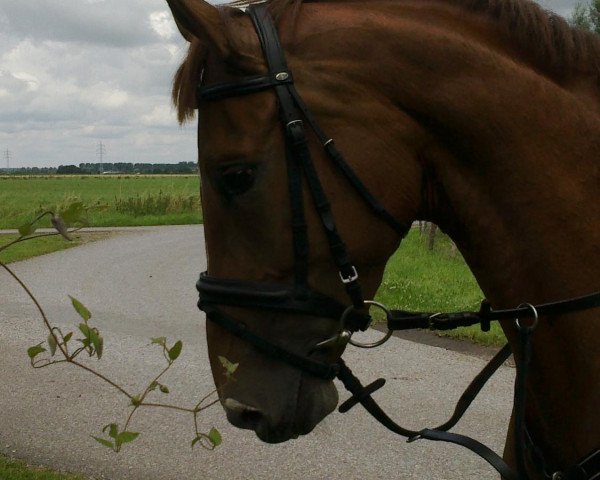Springpferd Cadette 2 (KWPN (Niederländisches Warmblut), 2007, von Kojak)