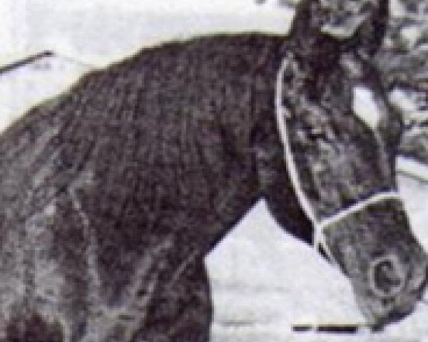 broodmare Roufina ox (Arabian purebred, 1965, from Fa-Serr ox)