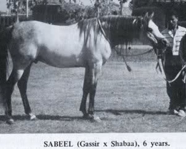 stallion Sabeel EAO (Arabian purebred, 1967, from Gassir 1941 RAS) stallion Sabeel EAO (Arabian purebred, 1967, from Gassir 1941 RAS)
