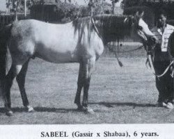 stallion Sabeel EAO (Arabian purebred, 1967, from Gassir 1941 RAS)