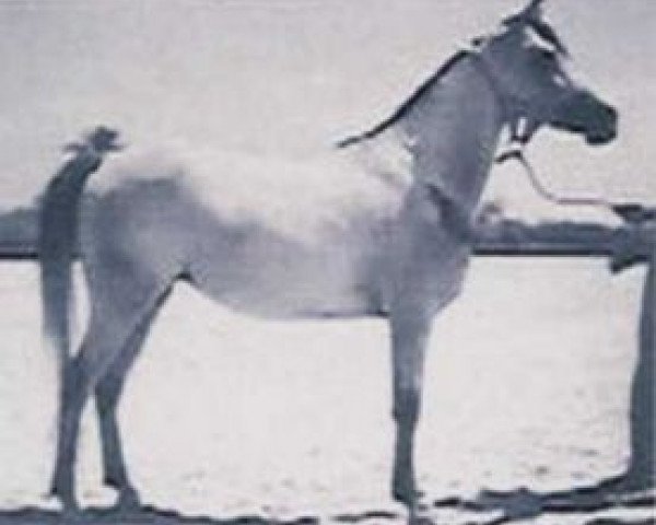 Zuchtstute Zebeda EAO (Vollblutaraber, 1955, von El Sareei 1942 RAS)