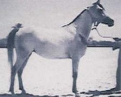 broodmare Zebeda EAO (Arabian purebred, 1955, from El Sareei 1942 RAS)