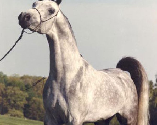 stallion Orashan 1983 ox (Arabian purebred, 1983, from Messaoud 1979 ox)