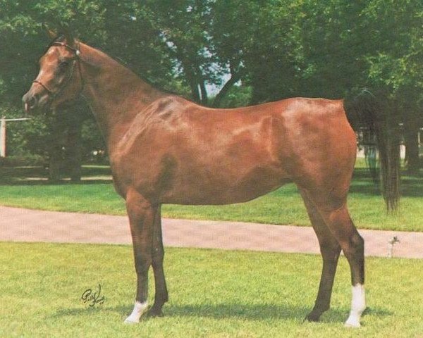 broodmare Monisa RSI ox (Arabian purebred, 1969, from Rashad Ibn Nazeer EAO) broodmare Monisa RSI ox (Arabian purebred, 1969, from Rashad Ibn Nazeer EAO)