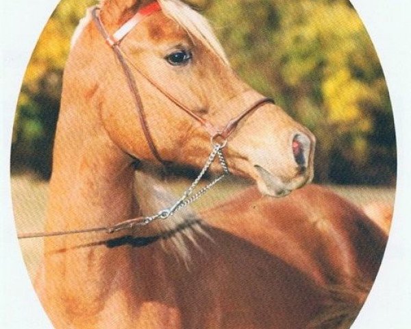 broodmare BKA Rakiisah ox (Arabian purebred, 1985, from The Egyptian Prince 1967 ox)