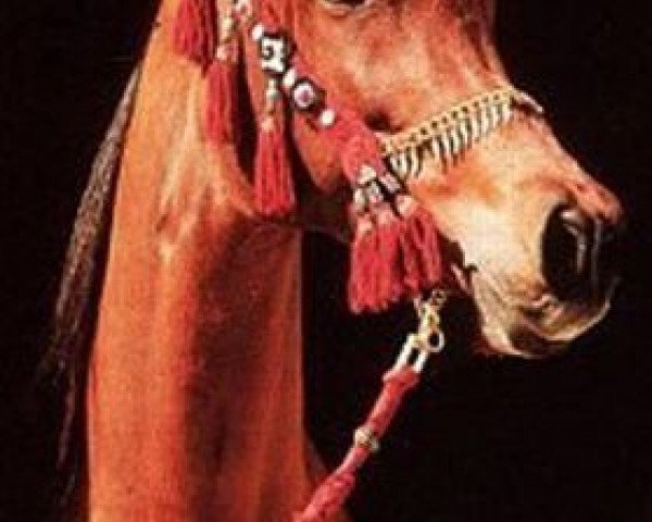 broodmare Imperial IM Pharida ox (Arabian purebred, 1986, from Ansata Imperial 1976 ox)