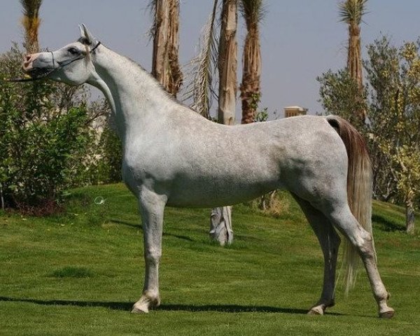 broodmare Imperial Baalanah ox (Arabian purebred, 2003, from Imperial Baarez ox)