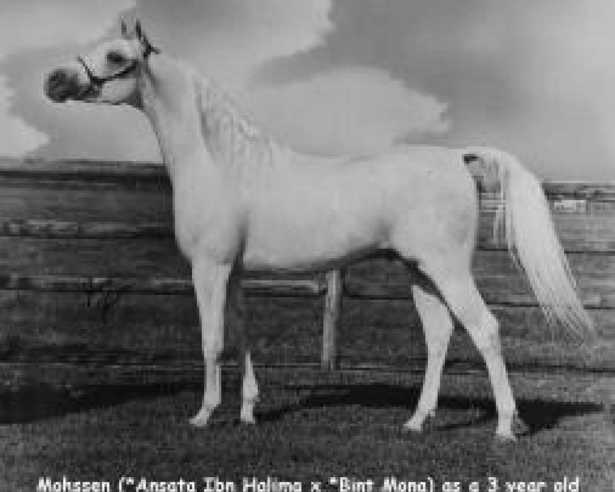 Deckhengst Mohssen EAO (Vollblutaraber, 1966, von Ansata Ibn Halima 1958 EAO)