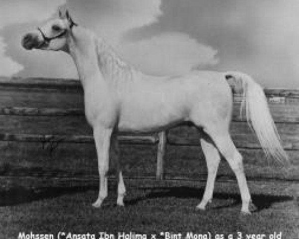 stallion Mohssen EAO (Arabian purebred, 1966, from Ansata Ibn Halima 1958 EAO)