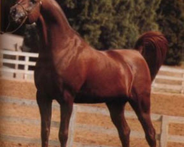 stallion AK Elzahra Moniet ox (Arabian purebred, 1977, from Ibn Moniet El Nefous 1964 EAO)