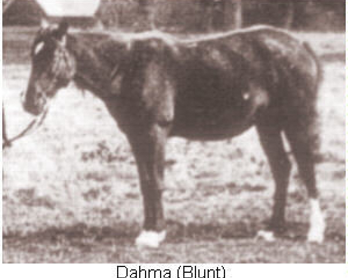 broodmare Dahma 1876 ox (Arabian purebred, 1876)