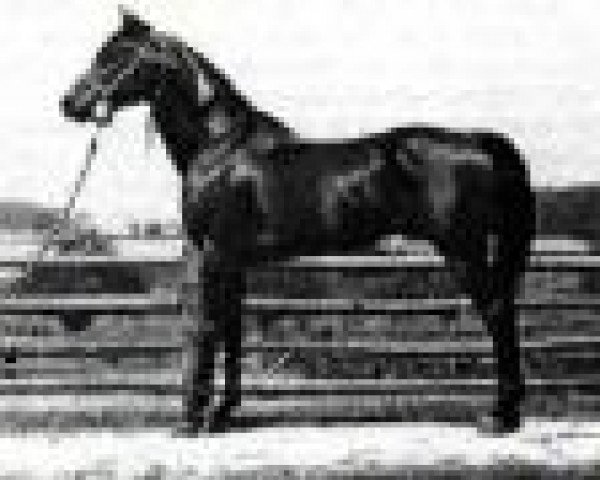 stallion Faddan ox (Arabian purebred, 1935, from Fadl 1930 RAS)