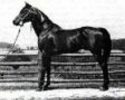 stallion Faddan ox (Arabian purebred, 1935, from Fadl 1930 RAS)