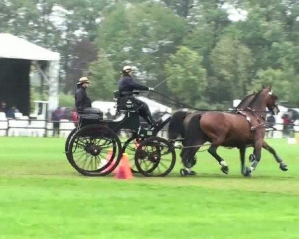Riesenbeck INTERNATIONAL
Sonntag,  24. Juli 2011
09 Hindernisfahren mit Siegerrunde Zweispänner - CAIO
