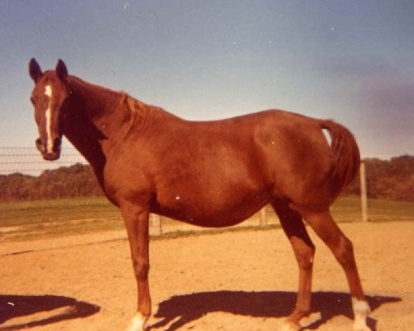 Fattrice Fada ox (Puro sangue arabo, 1956, di Faddan ox)