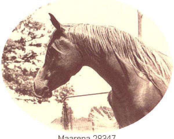 broodmare Maarena ox (Arabian purebred, 1964, from Fabah 1950 ox)