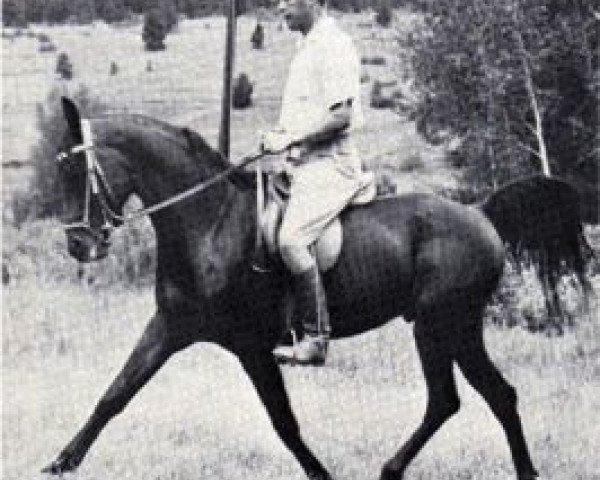 stallion Rashad Ibn Nazeer EAO (Arabian purebred, 1955, from Nazeer 1934 RAS)