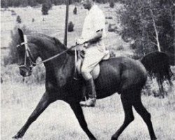 stallion Rashad Ibn Nazeer EAO (Arabian purebred, 1955, from Nazeer 1934 RAS)