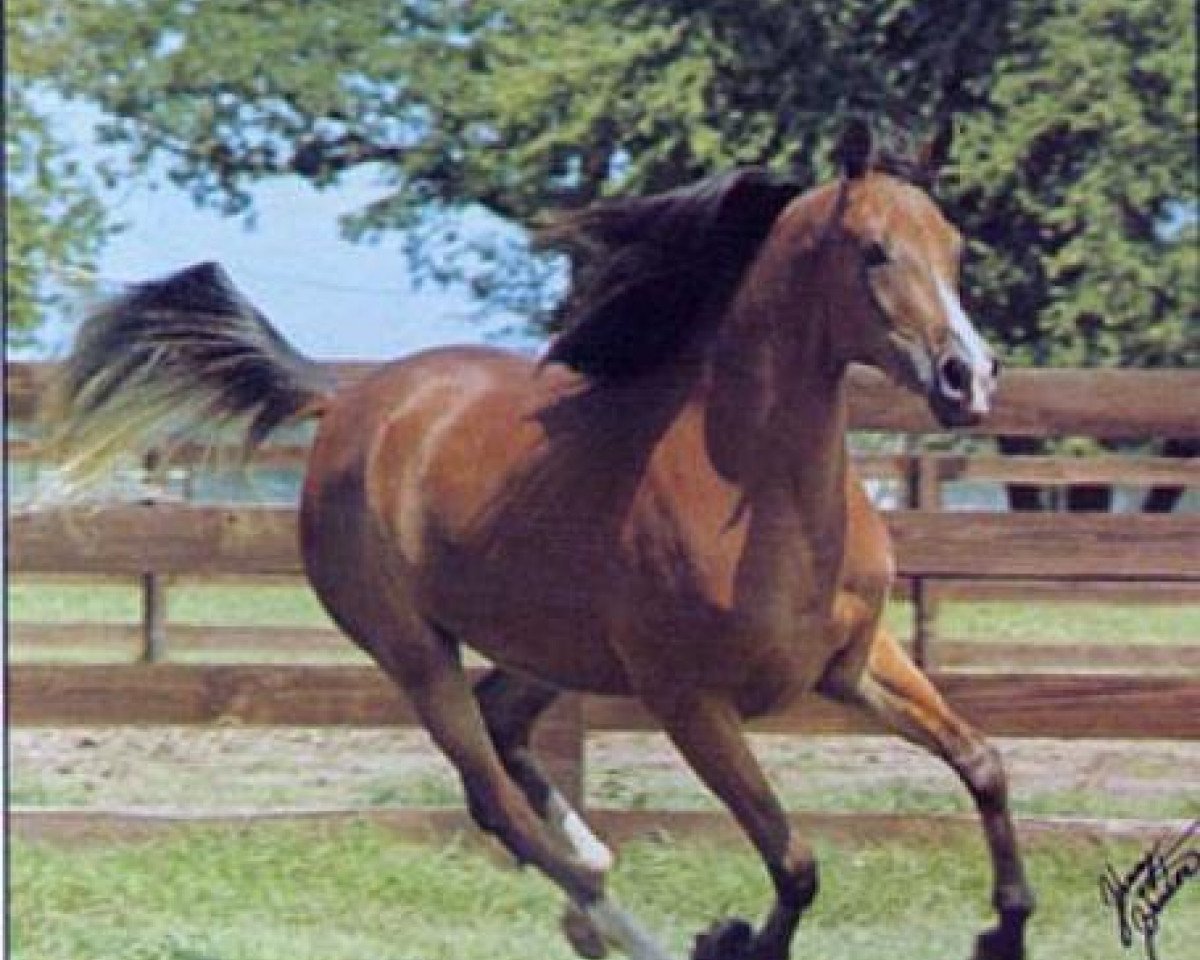 Zuchtstute Bint Bint Moniet ox (Vollblutaraber, 1972, von Rashad Ibn Nazeer EAO)