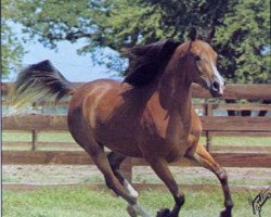 broodmare Bint Bint Moniet ox (Arabian purebred, 1972, from Rashad Ibn Nazeer EAO)