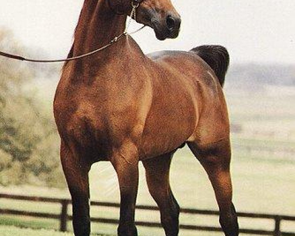 Deckhengst Moniet El Sharaf ox (Vollblutaraber, 1978, von Ibn Moniet El Nefous 1964 EAO)
