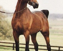 stallion Moniet El Sharaf ox (Arabian purebred, 1978, from Ibn Moniet El Nefous 1964 EAO)