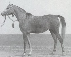 broodmare Lutfia EAO (Arabian purebred, 1967, from Alaa El Din 1956 EAO)