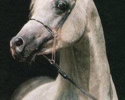 stallion Nejdy EAO (Arabian purebred, 1988, from Salaa El Dine EAO)