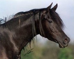 broodmare Fasinah El Chamsin EAO (Arabian purebred, 1996, from Nahaman ox)