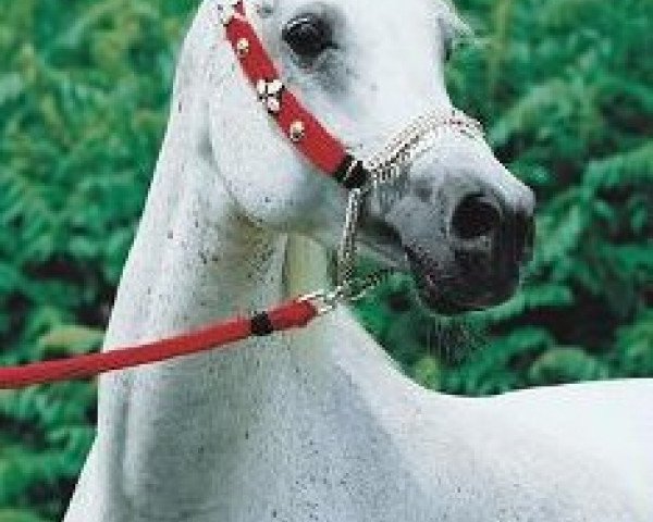 broodmare Halims Asmara EAO (Arabian purebred, 1992, from Ansata Halim Shah ox)