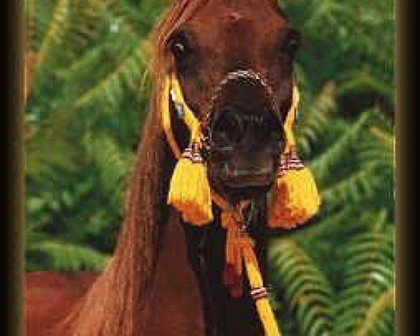 broodmare Mareekah EAO (Arabian purebred, 1985, from Kaisoon 1958 EAO)