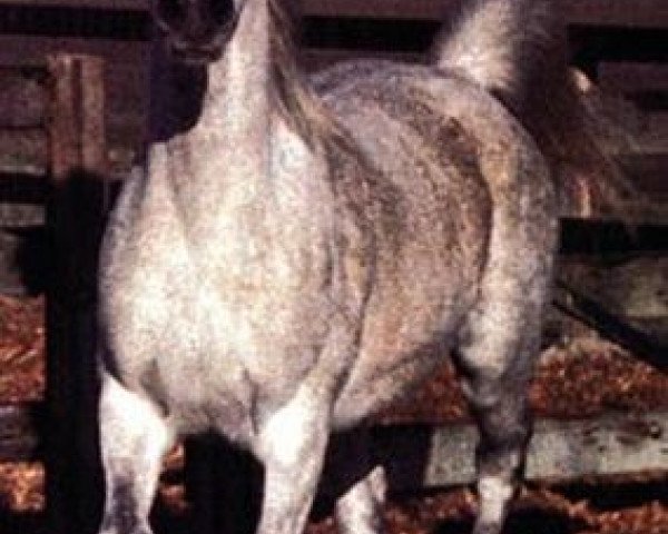 broodmare Nafairtiti EAO (Arabian purebred, 1972, from Morafic 1956 EAO)