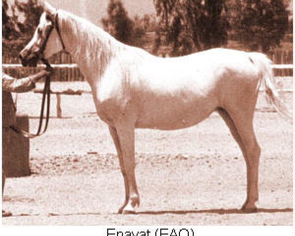broodmare Enayat EAO (Arabian purebred, 1961, from Morafic 1956 EAO)