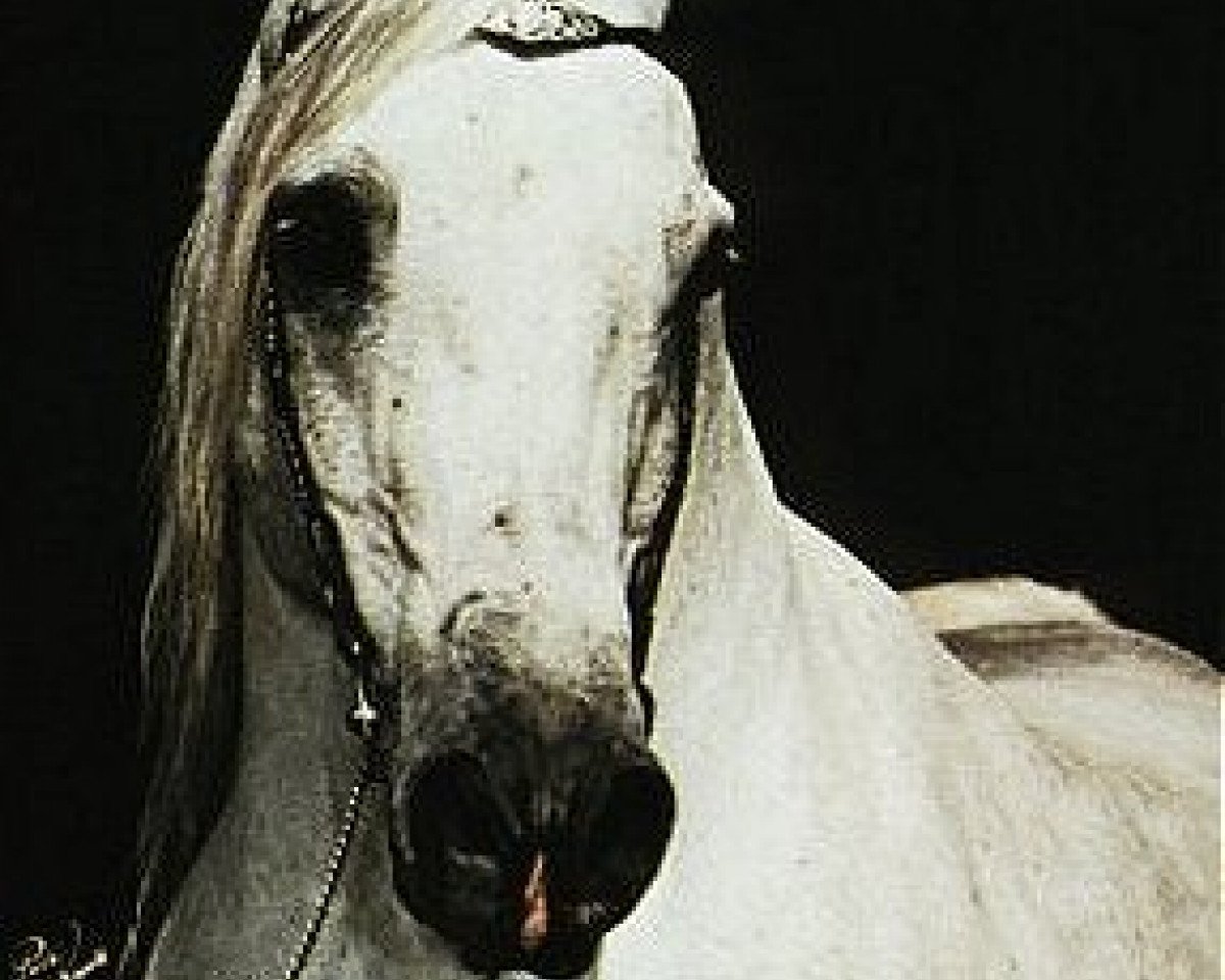stallion Nabiel EAO (Arabian purebred, 1971, from Sakr EAO)