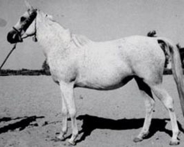 broodmare Lubna EAO (Arabian purebred, 1953, from Sid Abouhom 1936 RAS)