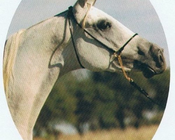 broodmare AK Athea EAO (Arabian purebred, 1983, from Ibn Moniet El Nefous 1964 EAO)