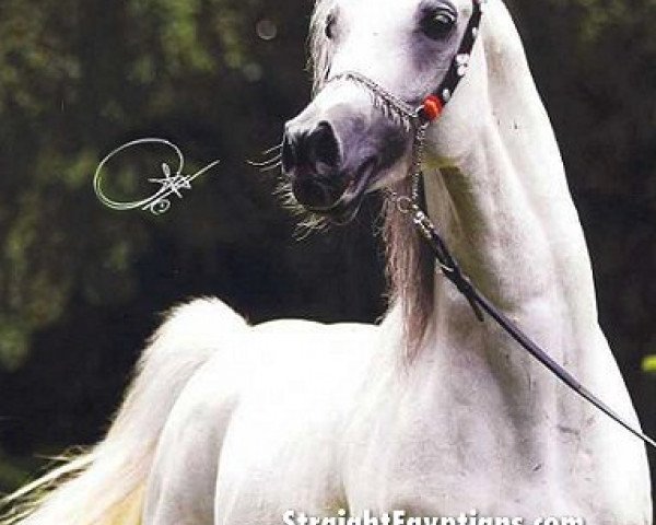 stallion El Ahhim Shah EAO (Arabian purebred, 1994, from Ansata Halim Shah ox)