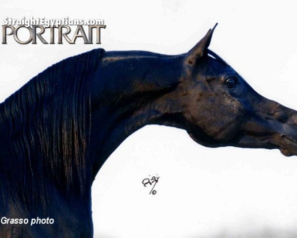 stallion Coaltown ox (Arabian purebred, 1987, from Ruminaja Ali 1976 ox)