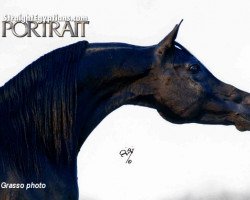 stallion Coaltown ox (Arabian purebred, 1987, from Ruminaja Ali 1976 ox)