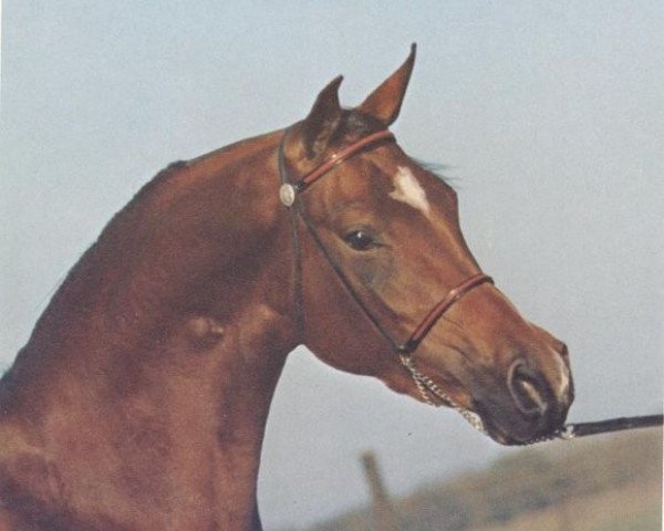 broodmare AK Dalia EAO (Arabian purebred, 1970, from Ibn Hafiza 1959 EAO)